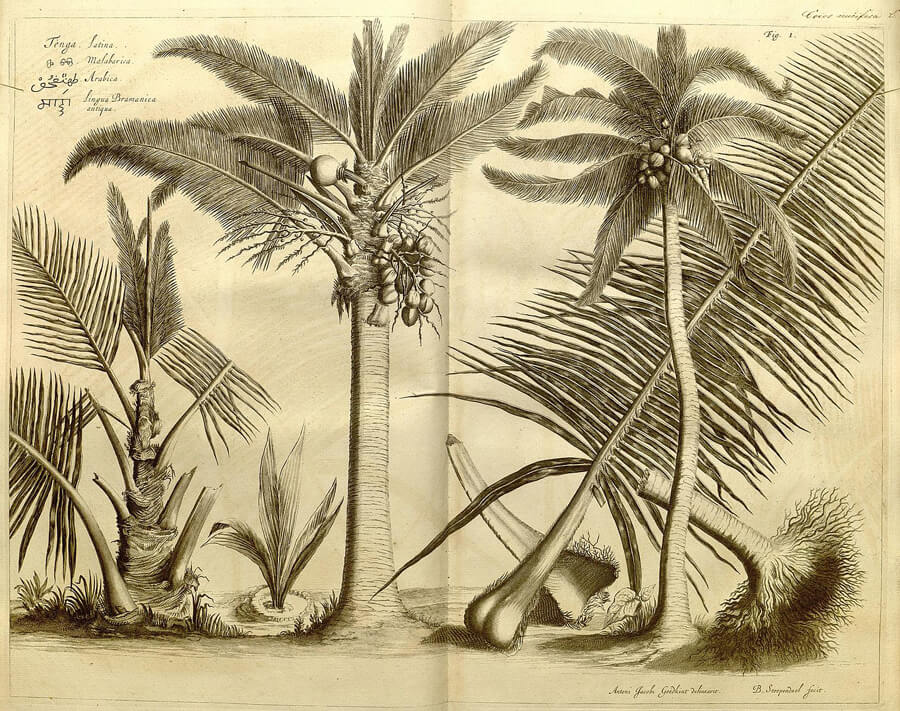 Hortus Malabaricus | Ayurvedic Point©, Milano