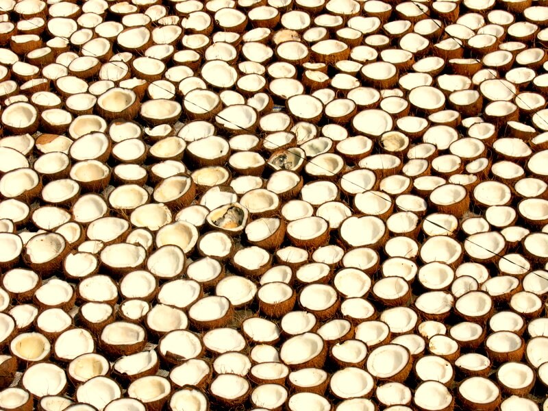 Noci di cocco essiccate al sole a Kozhikode, in India, per la produzione di copra