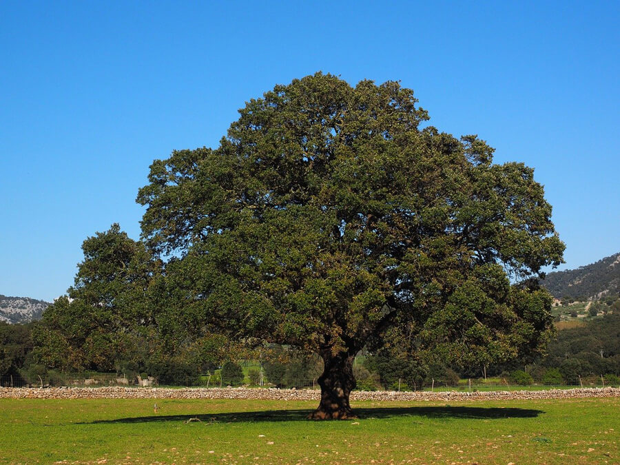Albero di canfora, un ingrediente dello scrub energizzante | Ayurvedic Point©, Milano