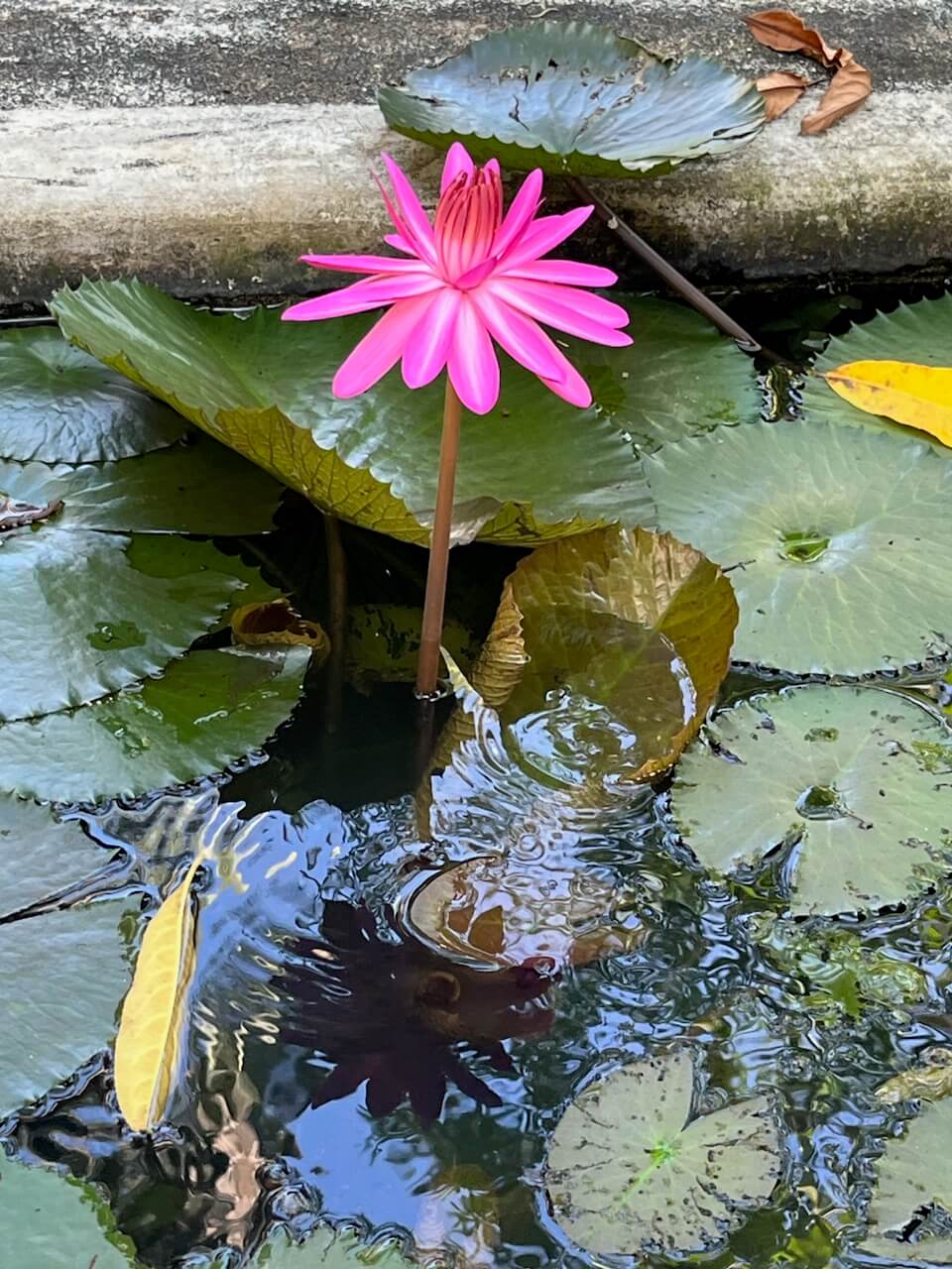 Fiore Di Loto - Viaggio Studio in India 2024 | Ayurvedic Point© - Scuola di Āyurveda, Milano 